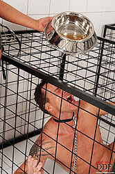 A golden stream of piss for Frank!