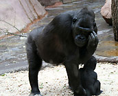 Molly - Young Sexy European gets railed hard on sofa