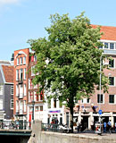 Asian hooker making money of a Danish tourist and his cock