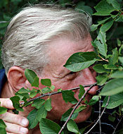 Big breasted teenie beauty fucking a spying senior stud