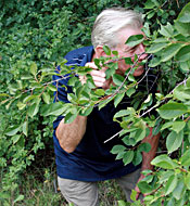 Big breasted teenie beauty fucking a spying senior stud