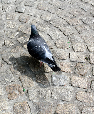 A paying horny dude fucking a blonde prostitute hardcore