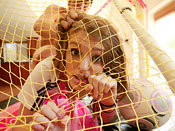 Faye Regan - Horny Slut gets tied and fucked while Ex gets fucked on cam!