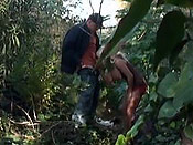  Queen of the Jungle - Queen of the Jungle